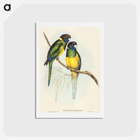 アートポストカード-Bauer's Parrakeet
 - オーストラリアの鳥 Postcard.