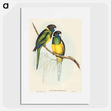 アートポスター-Bauer's Parrakeet
 - オーストラリアの鳥 Poster.