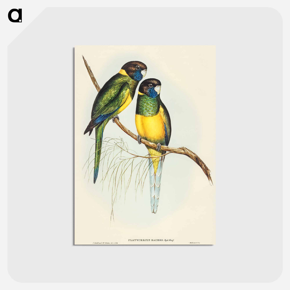 アートポストカード-Bauer's Parrakeet
 - オーストラリアの鳥 Postcard.