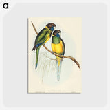 アートポストカード-Bauer's Parrakeet
 - オーストラリアの鳥 Postcard.
