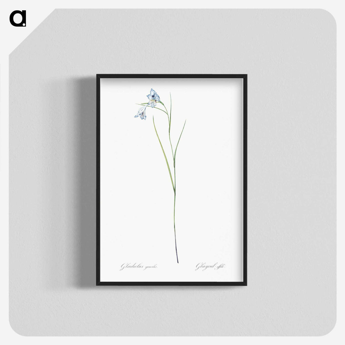 1-86_The-Lilies_blk-crop