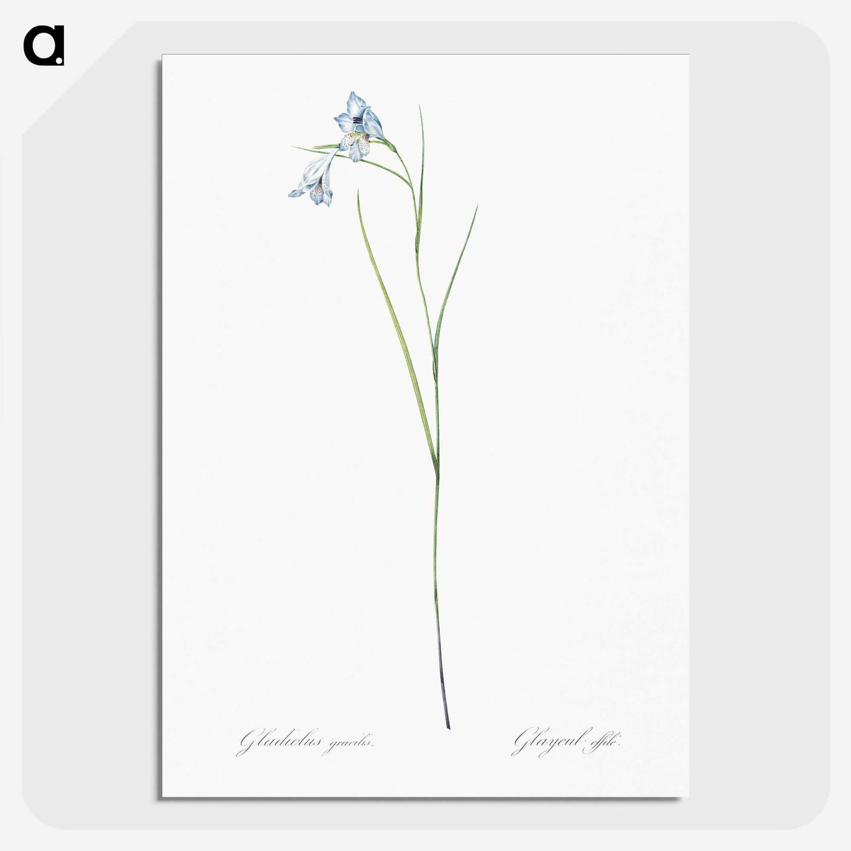1-86_The-Lilies_picture-crop