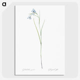 1-86_The-Lilies_picture-crop