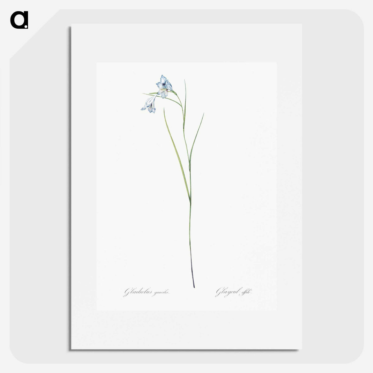 1-86_The-Lilies_picture