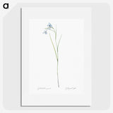 1-86_The-Lilies_picture