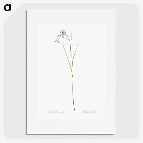 1-86_The-Lilies_picture