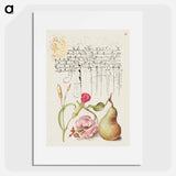 アートポスター-Carnation, Martagon Lily, and Pear from Mira Calligraphiae Monumenta
 - 書道のお手本 Poster.