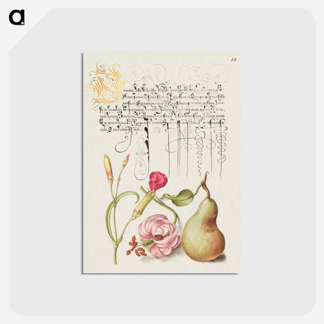 アートポストカード-Carnation, Martagon Lily, and Pear from Mira Calligraphiae Monumenta
 - 書道のお手本 Postcard.
