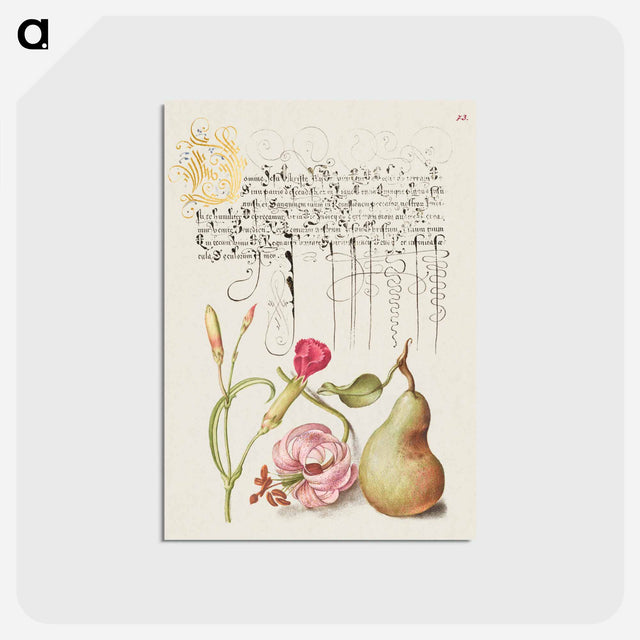 アートポストカード-Carnation, Martagon Lily, and Pear from Mira Calligraphiae Monumenta
 - 書道のお手本 Postcard.