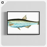 1-86_The-Natural-History-of-British-Fishes_blk-crop