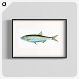 1-86_The-Natural-History-of-British-Fishes_blk