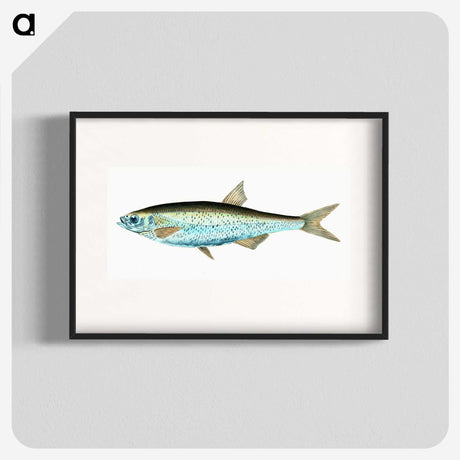1-86_The-Natural-History-of-British-Fishes_blk