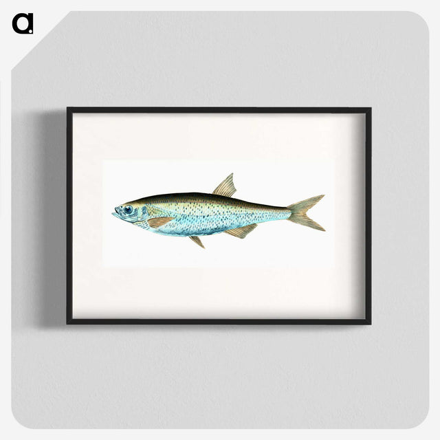 1-86_The-Natural-History-of-British-Fishes_blk