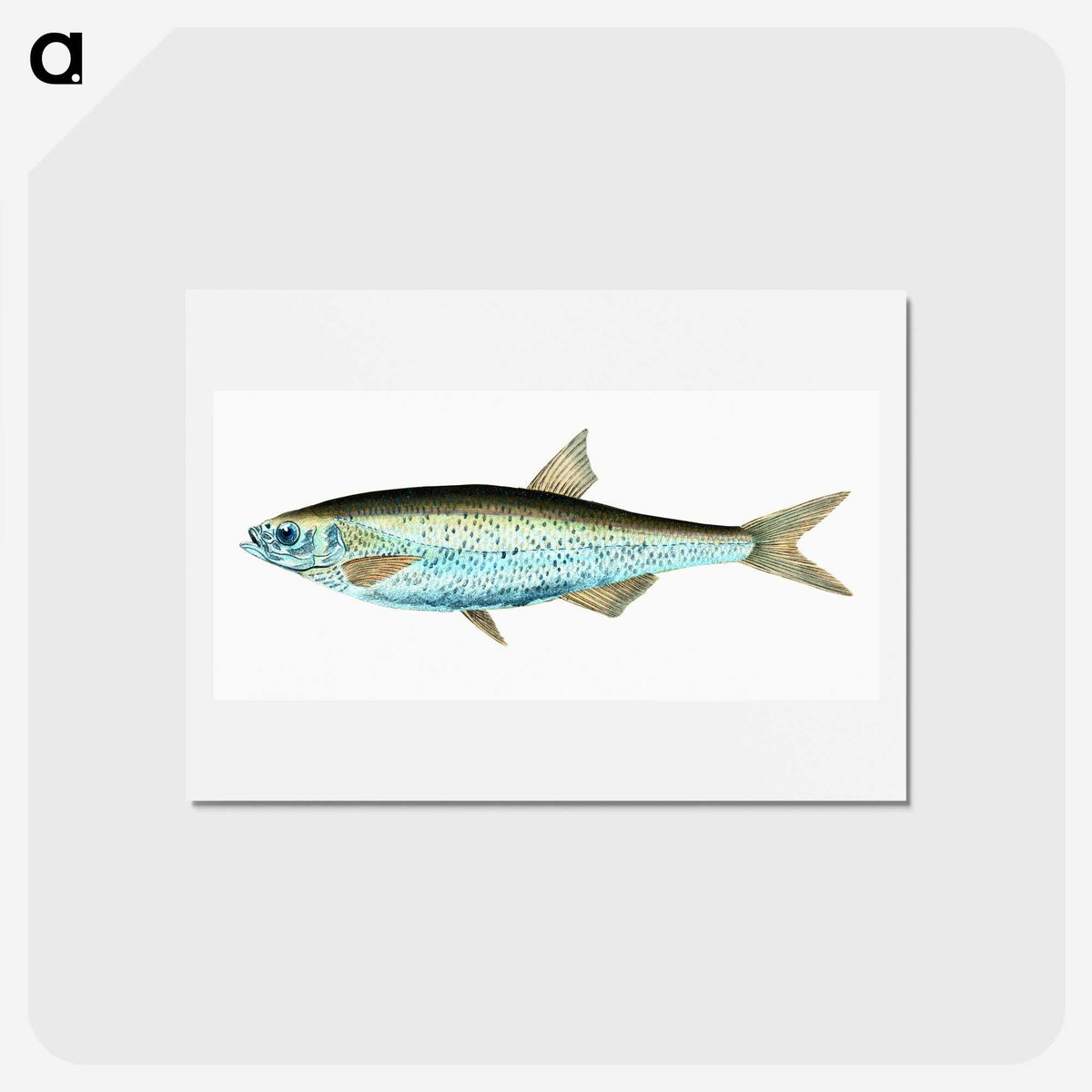 1-86_The-Natural-History-of-British-Fishes_hagaki