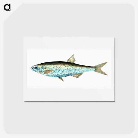 1-86_The-Natural-History-of-British-Fishes_hagaki