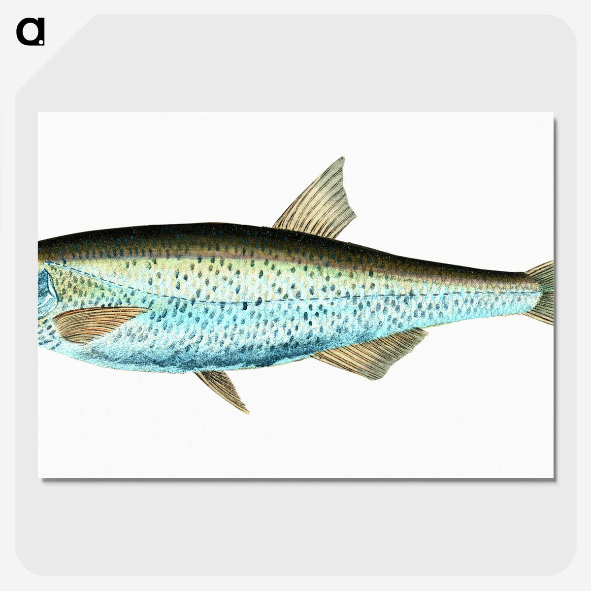 1-86_The-Natural-History-of-British-Fishes_picture-crop