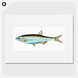 1-86_The-Natural-History-of-British-Fishes_picture