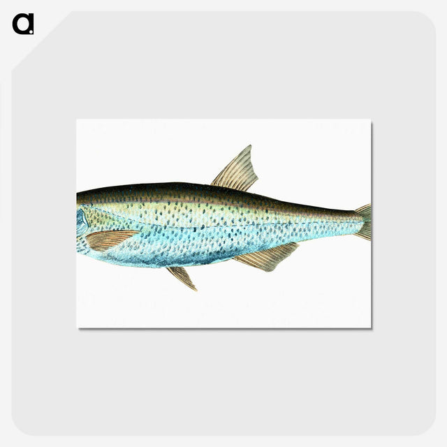 1-86_The-Natural-History-of-British-Fishes_postcard