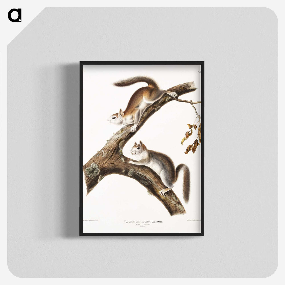 1-86_The-Viviparous-Quadrupeds_blk-crop