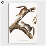 1-86_The-Viviparous-Quadrupeds_picture-crop