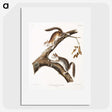 1-86_The-Viviparous-Quadrupeds_picture