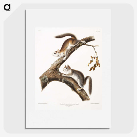 1-86_The-Viviparous-Quadrupeds_picture