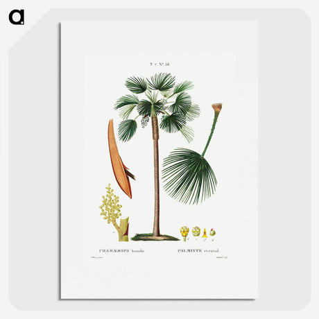 1-86_Treatise-on-Trees-and-Shrubs_picture