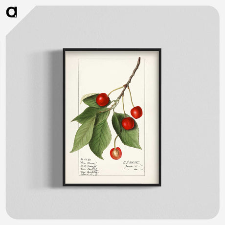 1-86_USDA-Watercolor-Fruit-Painting-Collection_blk-crop