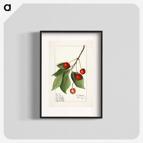 1-86_USDA-Watercolor-Fruit-Painting-Collection_blk