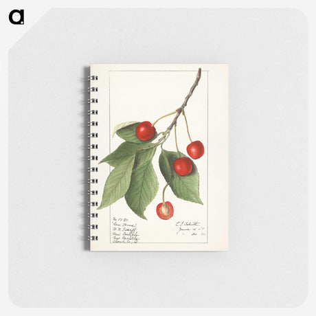 1-86_USDA-Watercolor-Fruit-Painting-Collection_memo