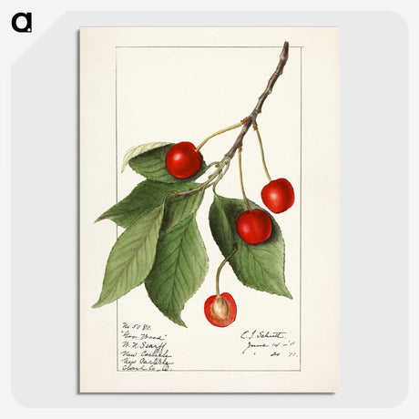 1-86_USDA-Watercolor-Fruit-Painting-Collection_picture-crop