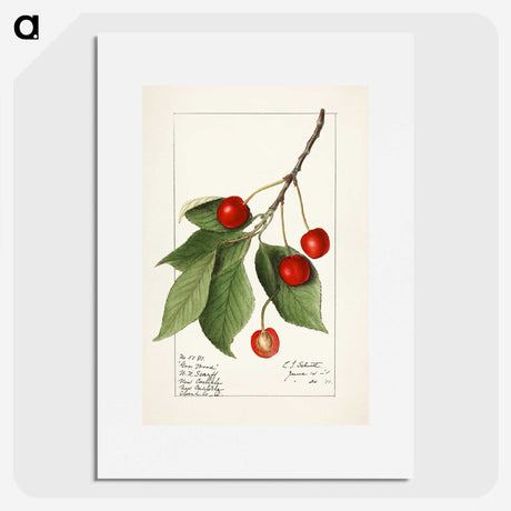 1-86_USDA-Watercolor-Fruit-Painting-Collection_picture