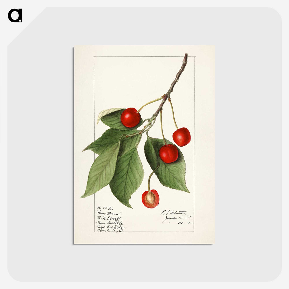 1-86_USDA-Watercolor-Fruit-Painting-Collection_postcard