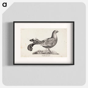アートポスター-Black grouse, male, from the incomplete series suomen lintuja (finnish birds), no. 1 - ヴィルヘルム フォン ライト Poster.