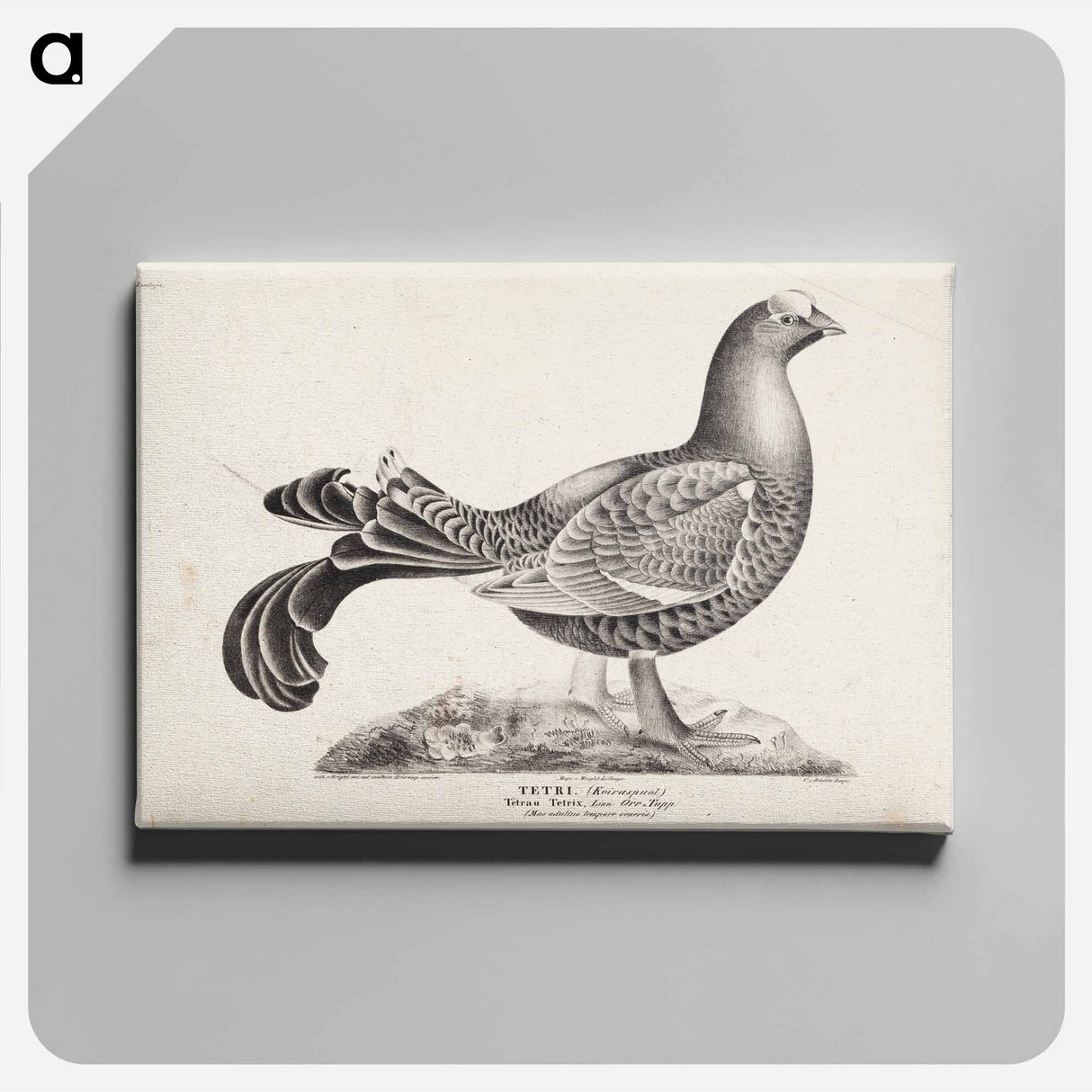 Black grouse, male, from the incomplete series suomen lintuja (finnish birds), no. 1 - ヴィルヘルム フォン ライト Canvas.