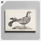 Black grouse, male, from the incomplete series suomen lintuja (finnish birds), no. 1 - ヴィルヘルム フォン ライト Canvas.