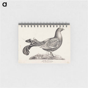 アートメモ帳-Black grouse, male, from the incomplete series suomen lintuja (finnish birds), no. 1 - ヴィルヘルム フォン ライト Memo.
