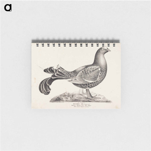 Black grouse, male, from the incomplete series suomen lintuja (finnish birds), no. 1 - ヴィルヘルム フォン ライト Memo.