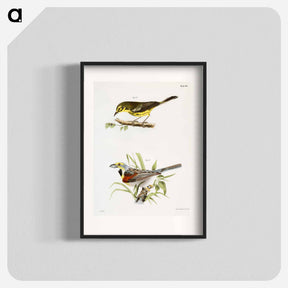 アートポスター-The Prairie Warbler - ニューヨークの動物学 Poster.
