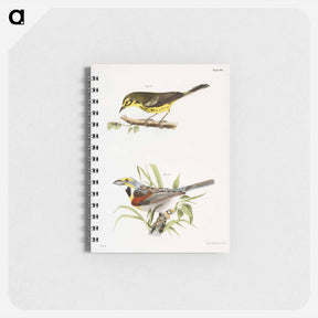 アートメモ帳-The Prairie Warbler - ニューヨークの動物学 Memo.
