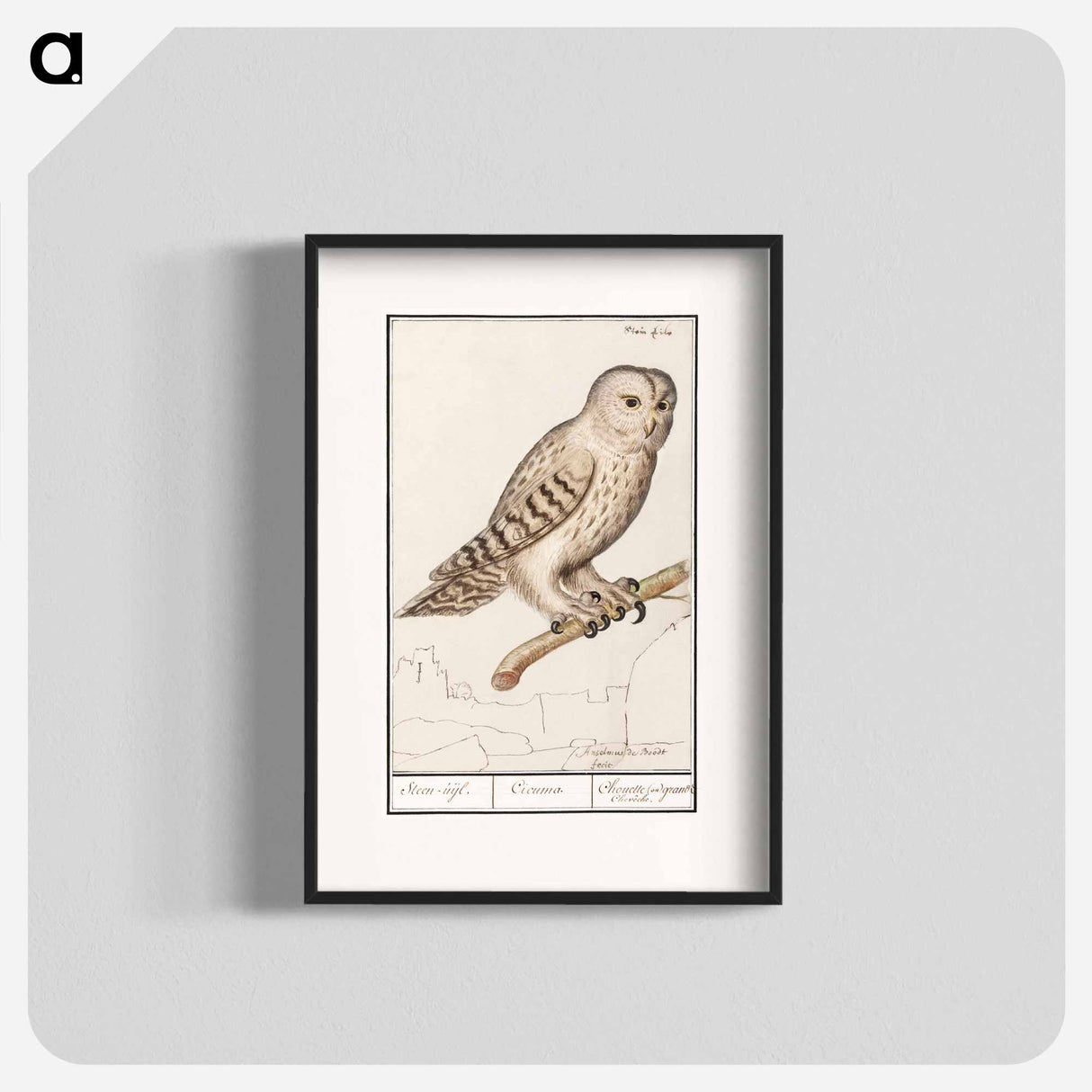 Tawny owl - アンセルムス ボエティウス デ ブート Poster.