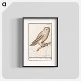 Tawny owl - アンセルムス ボエティウス デ ブート Poster.