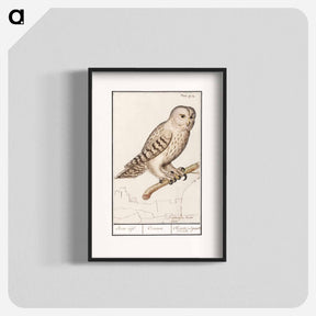 アートポスター-Tawny owl - アンセルムス ボエティウス デ ブート Poster.