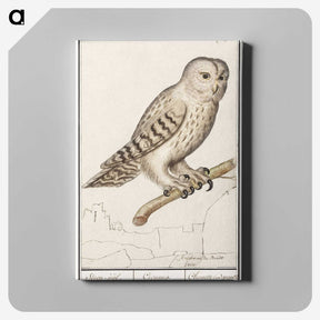 1-87_Anselmus-Boetius-de-Boodt_canvas