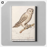 Tawny owl - アンセルムス ボエティウス デ ブート Canvas.