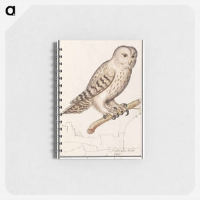 アートメモ帳-Tawny owl - アンセルムス ボエティウス デ ブート Memo.
