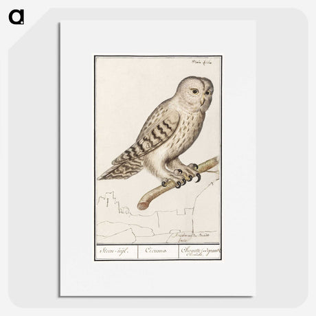 1-87_Anselmus-Boetius-de-Boodt_picture