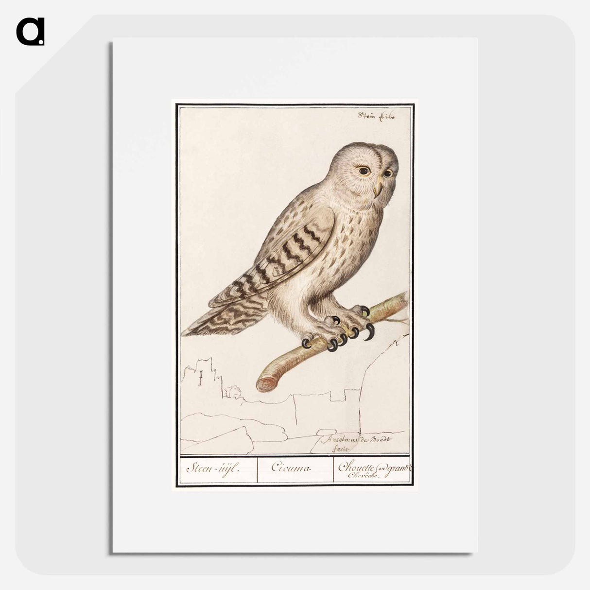 Tawny owl - アンセルムス ボエティウス デ ブート Poster.