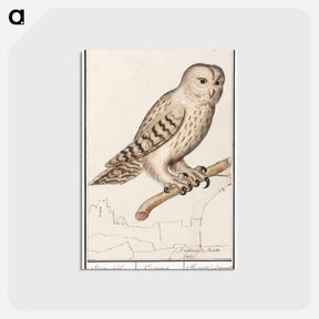 アートポストカード-Tawny owl - アンセルムス ボエティウス デ ブート Postcard.