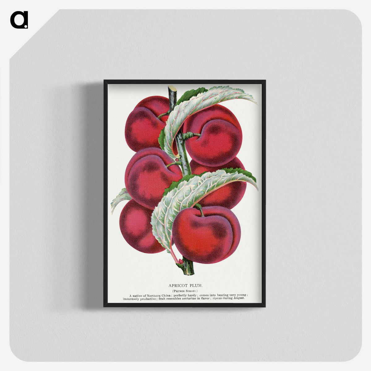 1-87_Botanical-Specimen-Plates_blk-crop